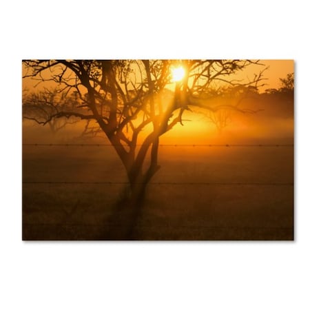 Patty Tuggle 'Morning Groves' Canvas Art,12x19